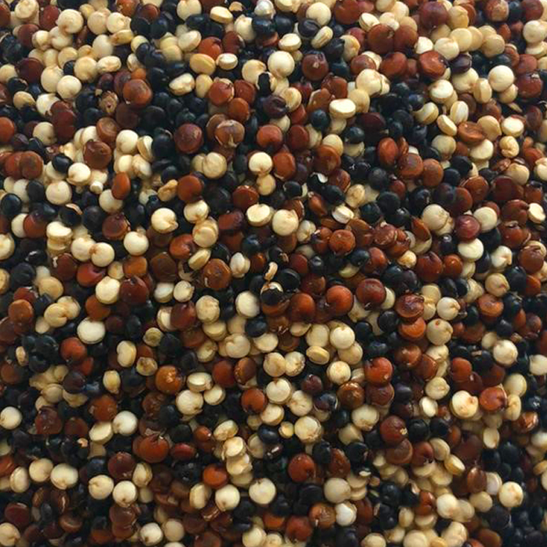 61164-quinoa-tricolore-bio